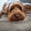 Puppykussen geborduurde naam Australian Labradoodle