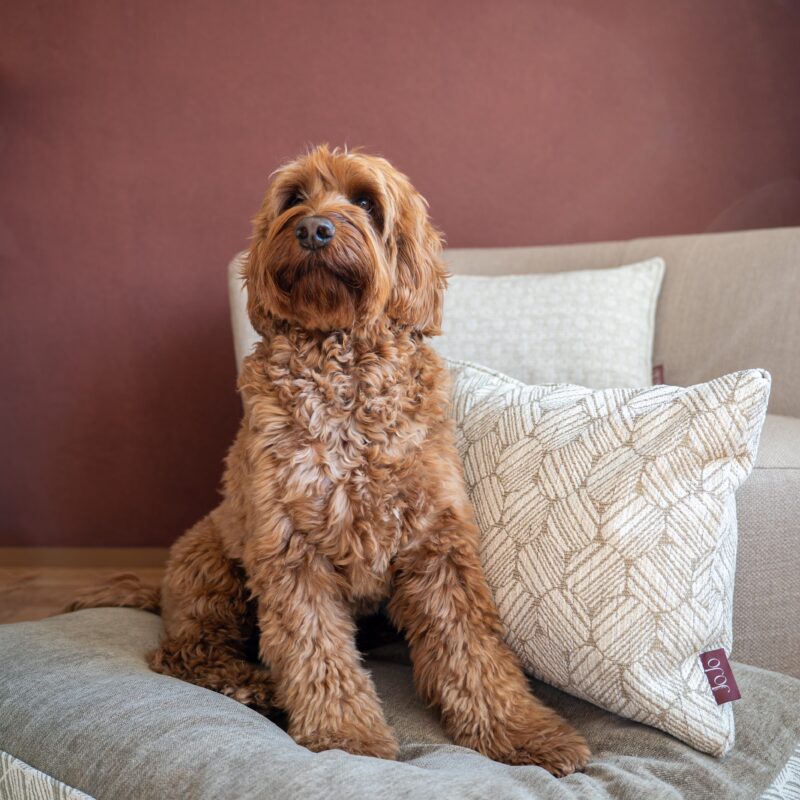 Hondenkussen M - Graphic ecru